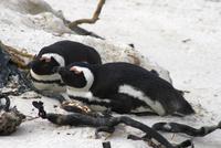 119IMG_1 (38)