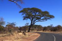 In Afrika angekommen