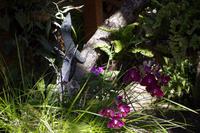 Welch seltenes Tier?