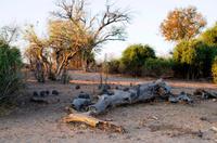 Chobe NP - Perlhühner