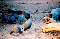 Chobe NP - Perlhühner
