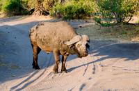 Chobe NP - Duggar Boy