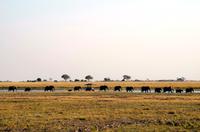 Chobe NP -Und die Karawane zieht weiter