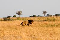 Chobe NP - Löwen