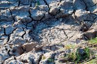 Chobe NP - Elefantenspur