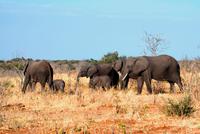 Chobe NP - Elefanten