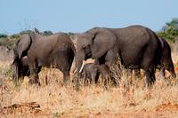 Chobe NP - Elefanten 