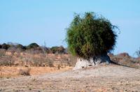 Chobe NP - Pilzbaum