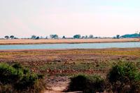 Chobe NP - Flusslandschaft