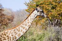 Chobe NP - Giraffe