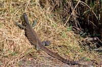 Chobe NP - Wasserwaran