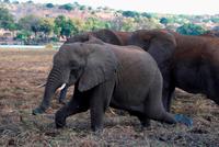 Chobe NP - Elefantenshow