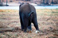 Chobe NP - Elefantenshow