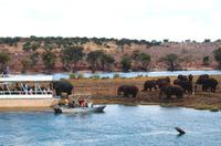 Chobe NP - Bootssafari