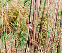 Chobe NP - Kobalteisvogel