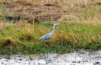 Chobe NP - Graureiher
