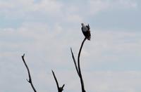 Chobe NP - Schreiseeadler