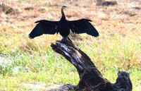 Chobe NP - Schlangenhalsvogel