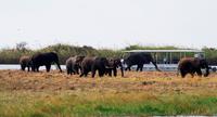 Chobe NP - Bootssafari