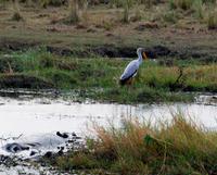 Chobe NP - Sattelstorch und Flusspferde