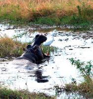 Chobe NP - Hippos doch keine Veggies?