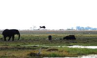 Chobe NP - Flusslandschaft