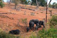 Chobe NP - Elefantenfamilie 