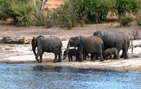 Chobe NP - Elefanten