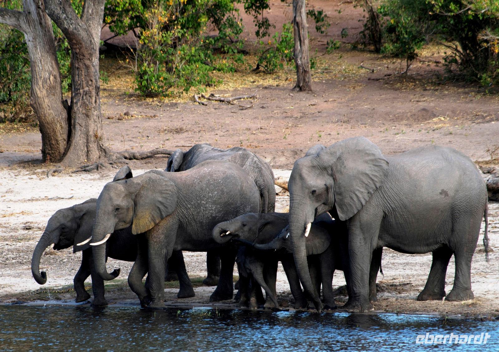 Chobe NP - Elefanten