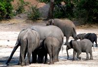 Chobe NP - Elefanten