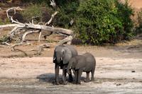 Chobe NP - Elefanten