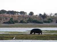 Chobe NP - Hippo