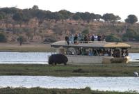 Chobe NP - Hippo on Tour