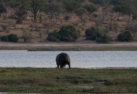 Chobe NP - Hippo