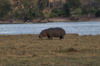 Chobe NP - Hippo Walk