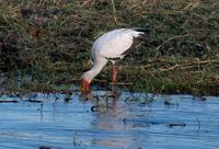 Chobe NP - Sattelstorch