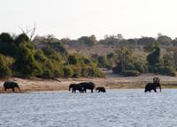 Chobe NP - Elephant Walk