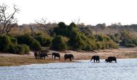 Chobe NP - Elephant Walk