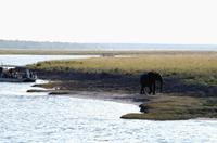 Chobe NP - entwurzelter Halbstarker