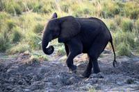 Chobe NP - entwurzelter Halbstarker
