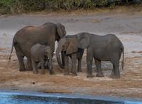 Chobe NP - Elefantenfamilie