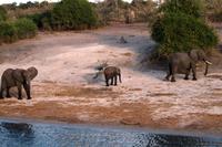 Chobe NP - Elefanten