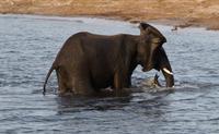 Chobe NP - Olifants Bath
