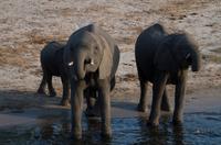 Chobe NP - Elefanten