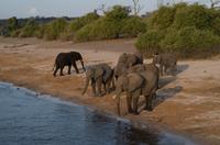 Chobe NP - Elefanten