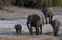 Chobe NP - Elefanten
