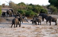 Chobe NP - Elephant meets Elephant
