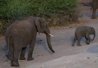 Chobe NP - Elefanten