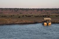 Chobe NP - Büffelherde