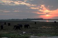 Chobe NP - Sundowner mit Elefant & Co